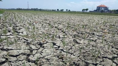 Kekeringan sawah akibat kemarau panjang. Foto: Istiewa