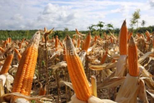 Produksi jagung di Lebak. Foto: Antara