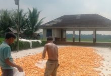 Jagung pipilan dijemur di salah satu lokasi di Lebak. Foto Antara