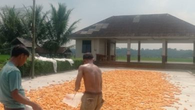 Jagung pipilan dijemur di salah satu lokasi di Lebak. Foto Antara