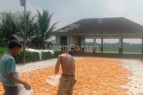 Jagung pipilan dijemur di salah satu lokasi di Lebak. Foto Antara