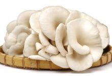 Jamur Tiram. Foto: Istimewa