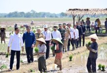 Kunjungan Presiden RI, Joko Widodo ke petani Pekalongan, Jawa Tengah. Foto: LKBN Antara