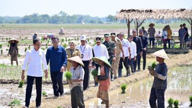 Kunjungan Presiden RI, Joko Widodo ke petani Pekalongan, Jawa Tengah. Foto: LKBN Antara