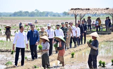 Kunjungan Presiden RI, Joko Widodo ke petani Pekalongan, Jawa Tengah. Foto: LKBN Antara