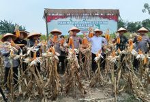 Kapolda Bante, Irjen Pol Hengki dan Kapolres Serang, AKBP Condro Sasongko panen raya jagung serentak. Foto: Yono