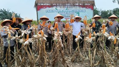 Kapolda Bante, Irjen Pol Hengki dan Kapolres Serang, AKBP Condro Sasongko panen raya jagung serentak. Foto: Yono