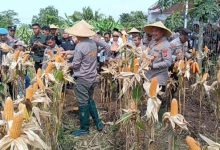 Kapolda Banten, Irjen Pol Suyudi Ario Seto dan Kapolres Serang, AKBP Condro Sasongko panen raya jaung di Kopo. Foto: Yono