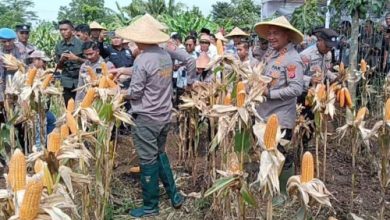 Kapolda Banten, Irjen Pol Suyudi Ario Seto dan Kapolres Serang, AKBP Condro Sasongko panen raya jaung di Kopo. Foto: Yono