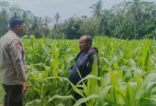 Bhabinkamtibmas Polsek Anyer memantau tanaman jagung. Foto: Daeng Yusvin
