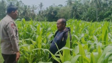 Bhabinkamtibmas Polsek Anyer memantau tanaman jagung. Foto: Daeng Yusvin