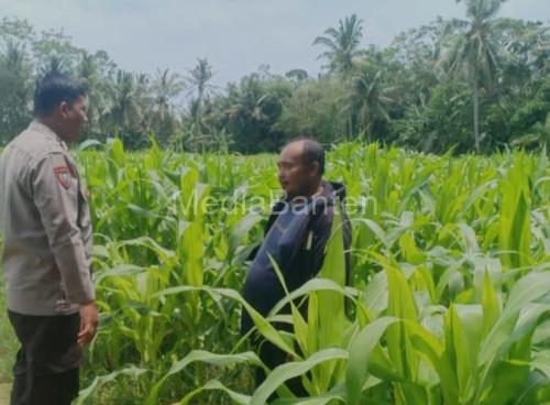 Bhabinkamtibmas Polsek Anyer memantau tanaman jagung. Foto: Daeng Yusvin