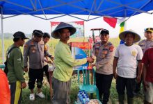 Kapolres Serag, AKBP Condro Sasongko menghadiri tanam raya jagung. Foto: Yono