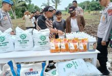 Kapolres Serang, AKBP Condro Sasongko tanam bibit jagung. Foto: Yono