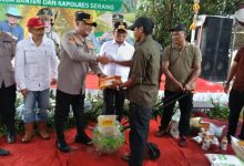 Kapolres Serang, AKBP Condro Sasongko dan Gubernur Banten, Andra Soni melakukan panen raya jagung di Desa Ranca Sumur. Foto: Yono