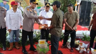 Kapolres Serang, AKBP Condro Sasongko dan Gubernur Banten, Andra Soni melakukan panen raya jagung di Desa Ranca Sumur. Foto: Yono
