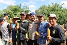 Kapolres Serang, AKBP Condro Sasongko dengan hasil panen jagung. Foto: Yono