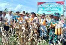 Kapolres Serang, AKBP Condro Sasongko saat panen jagung. Foto Yono