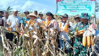 Kapolres Serang, AKBP Condro Sasongko saat panen jagung. Foto Yono