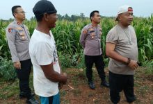Kapolres Serang, AKBP Condro Sasongko meninjau lahan jagung di Kampung Kabayaran. Foto Yono