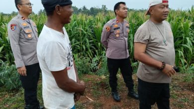 Kapolres Serang, AKBP Condro Sasongko meninjau lahan jagung di Kampung Kabayaran. Foto Yono