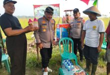 Kapolres Serang, AKBP Condro Sasongko di perkebunan jagung. Foto: Yono