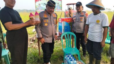 Kapolres Serang, AKBP Condro Sasongko di perkebunan jagung. Foto: Yono