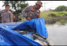 Kapolres Serang, AKBP Condro Sasongko menebarkan ikan lele sangkuriang. Foto Yono