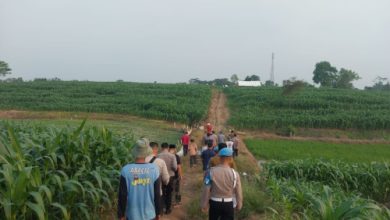 Lokasi panen jagung tahap 2 di Desa Mekarbaru. Foto: Yono