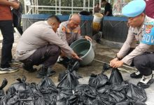 Kapolres Serang, AKBP Condro Sasongko tengah panen ikan lele di Mapolsek Cikande. Foto: Yono