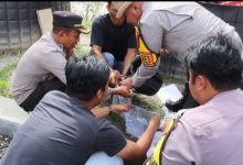 Kapolres Serang, AKBP Condro Sasongko ikut panen pembesaran ikan lele. Foto: Yono