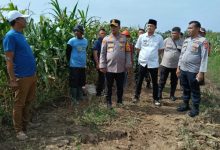 Lokasi panen raya jagung di Kopo. Foto: Yono