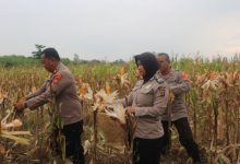 Panen jagung hibrida. Foto: Yono