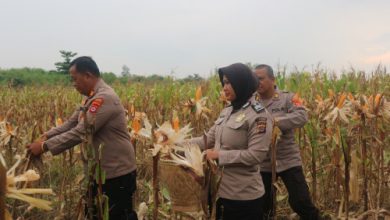 Panen jagung hibrida. Foto: Yono