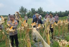 Kapolres Serang, AKBP Condro Sasongko menggelar kegiatan panen jagung. Foto: Yono