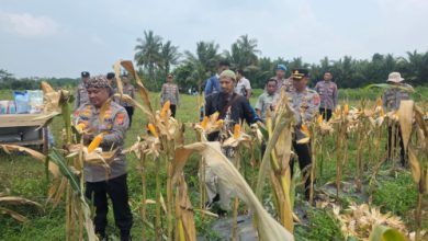 Kapolres Serang, AKBP Condro Sasongko menggelar kegiatan panen jagung. Foto: Yono