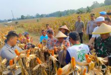 Panen raya jagung di atas luas 22 hektar di Kopo. Foto: Yono