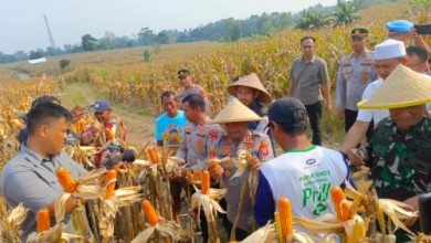 Panen raya jagung di atas luas 22 hektar di Kopo. Foto: Yono