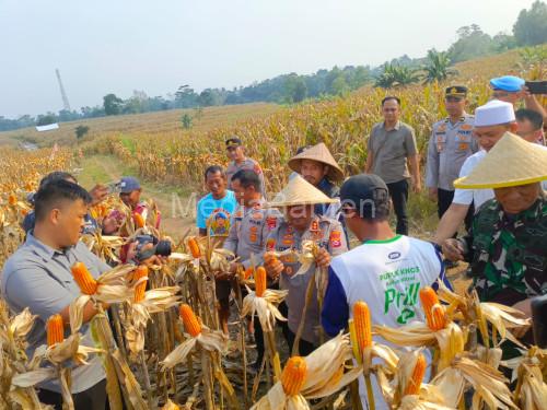 Panen raya jagung di atas luas 22 hektar di Kopo. Foto: Yono