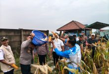 Kapolres Serang, AKBP Condro Sasongko memimpin panen raya jagung Program Ketapang. Foto Yono