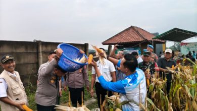 Kapolres Serang, AKBP Condro Sasongko memimpin panen raya jagung Program Ketapang. Foto Yono