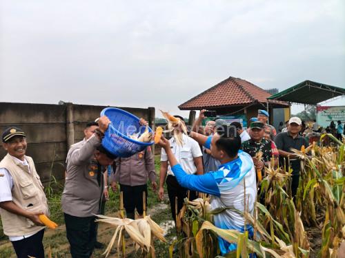 Kapolres Serang, AKBP Condro Sasongko memimpin panen raya jagung Program Ketapang. Foto Yono