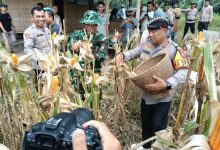 Kapolres Serang, AKBP Condro Sasongko melakukan panen raya jagung di Kopo. Foto: Yono