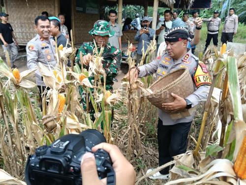 Kapolres Serang, AKBP Condro Sasongko melakukan panen raya jagung di Kopo. Foto: Yono