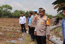 Kapolres Serang, AKBP Condro Sasongko bersama kelompok tani lakuka penanaman jagung. Foto: Yono