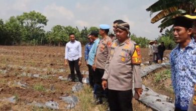 Kapolres Serang, AKBP Condro Sasongko bersama kelompok tani lakuka penanaman jagung. Foto: Yono