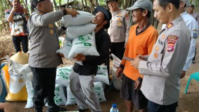 Kapolres Serang, AKBP Condro Sasongko pimpin penanaman jagung. Foto Yono
