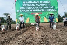 Kapolres Serang, AKBP Condro Sasongko pimpin penanaman jagung dari program ketapang. Foto: Yono