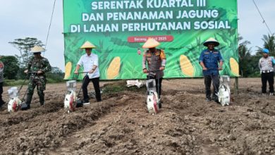 Kapolres Serang, AKBP Condro Sasongko pimpin penanaman jagung dari program ketapang. Foto: Yono