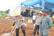 Kapolres Serang, AKBP Andri Kurniawan dampingi Kapolda Banten Irjen Pol Hengki lakukan penanaman jagung. Foto Yono